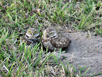 Burrowing Ventriloquist Owls