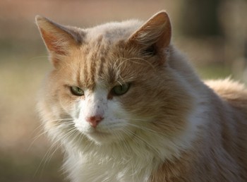 Chino the Barn Cat