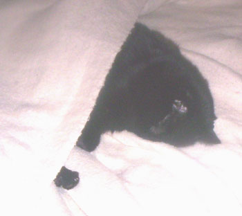 Dasher Ann the Sleeper