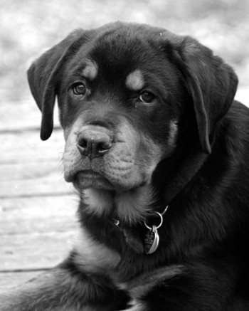Dutch - Rottweiler
