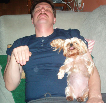 Juliet - Yorkshire Terrier
