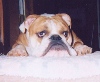 Littleman - English Bulldog
