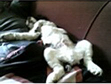 Louie - English Springer Spaniel