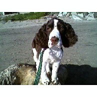 Louie - English Springer Spaniel