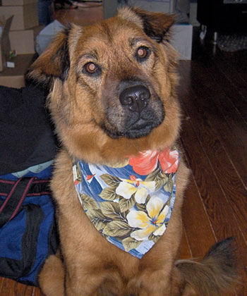 Maggie - Chow/Australian Shepherd