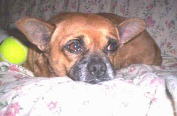 Pugie Fay - Chihuahua