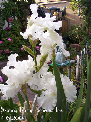 Skating Party Bearded Iris
