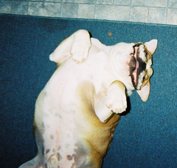 Smiling Littleman