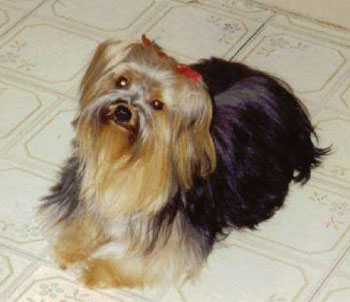 Tessa Babes (Yorkshire Terrier)