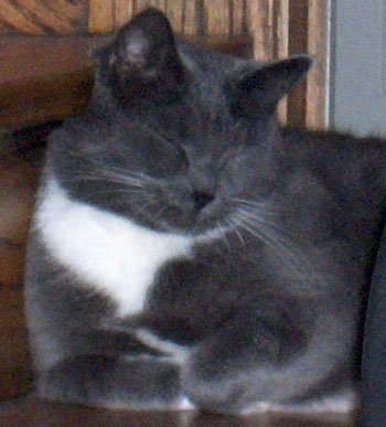 Baby - Tuxedo Cat