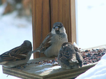 Birds on the Porch