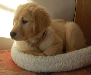 Boogie (Golden Retriever)