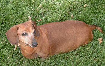 CelieAnn - Mini Dachschund