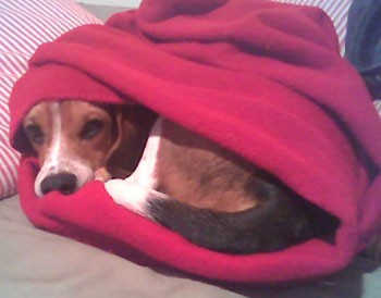 Chopper (Beagle)
