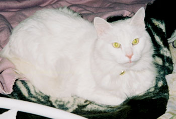 Chynna - Cat