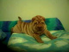 Dakota (Shar-Pei)