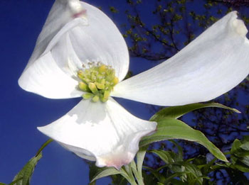 Dogwood Flower