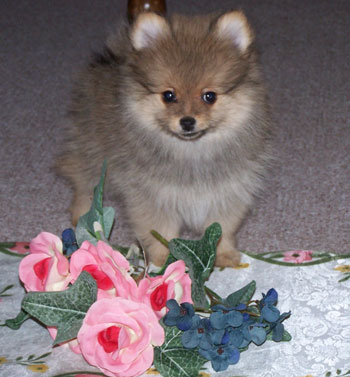 Dozer - Pomeranian