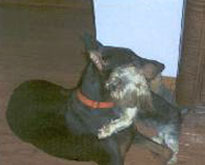 Dukane (Doberman)