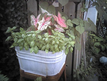 Fall Clematis Container Gardening