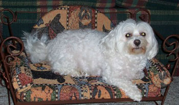 Fluffy (Maltese)