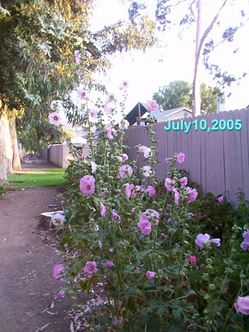 Garden Path