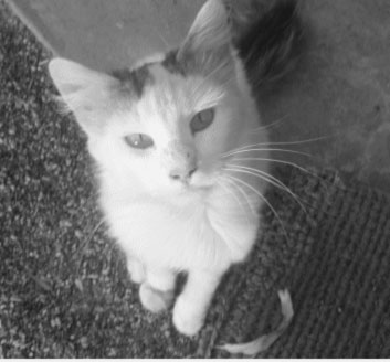 Gizmo the Cat - Moggy/ragdoll