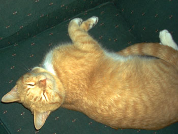 Hairy the Cat