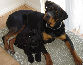 poodle rottweiler rottle rottles rottweiler standard poodle hybrid dogs picture breeds picture poodle rottweiler rottle rottles rottweiler standard poodle hybrid dogs picture breeds picture