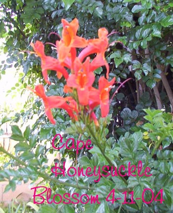 Flowers for Seed Exchange
