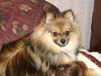 Indy - Pomeranian