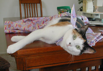 Jewel (Calico)