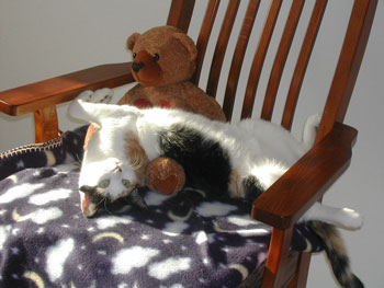 Jewel (Calico)