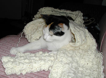 Jewel (Calico)