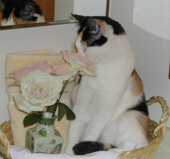 Jewel (Calico)