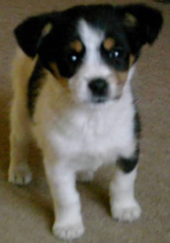 Lady (Jack Russell Terrier)