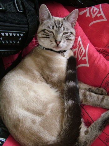 Levii - cat