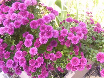 Flowers for Seed Exchange