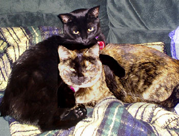 Peanut and Star - cats