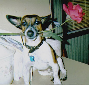 Peanut (Jack Russell Terrier)