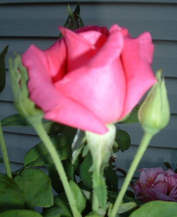 Rose Bud 