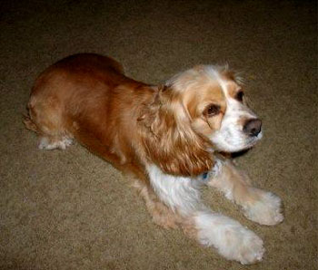 Shae - Cocker Spaniel