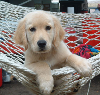 Shiloh (Golden Retriever)