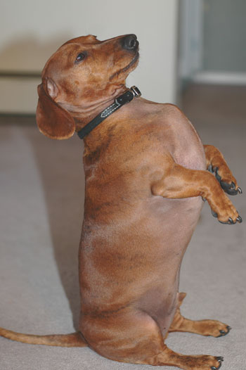 Simon (Dachshund)
