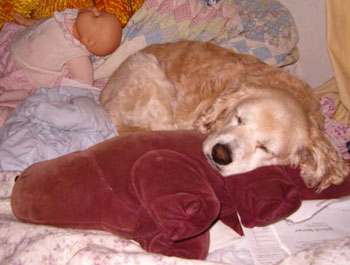 Sparky Moss - Cocker Spaniel
