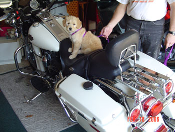 Sunny - Goldendoodle