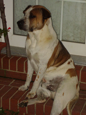 Wally - Shar Pei/Border Collie
