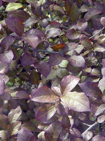 Tree - What is it?