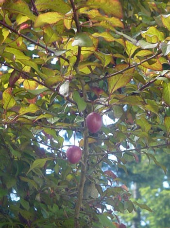 Tree - What is it?