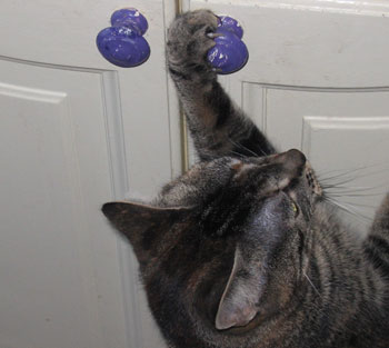 Aayla - Cat